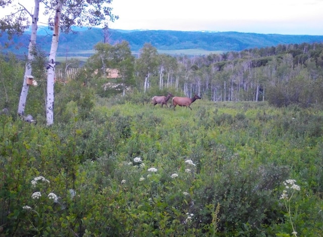 55966 Hannahs Way, Clark, CO 80428 - photo 12