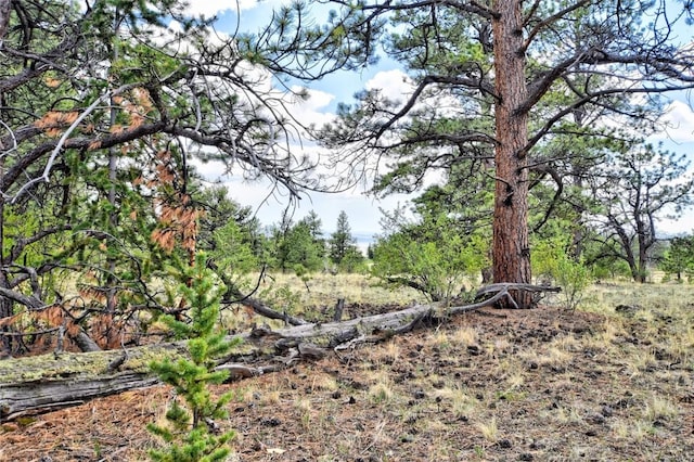 490 Teller St, Lake George, CO 80827 - view of nature