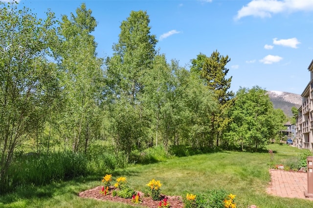 4612 Ryan Gulch Rd Unit 4612, Silverthorne, CO 80498 - view of grassy yard