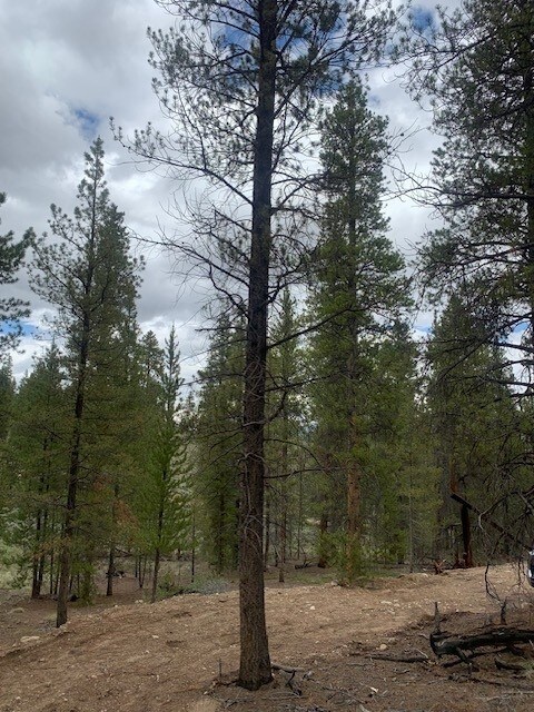 123 Lodgepole Dr, Leadville, CO 80461 - photo 2