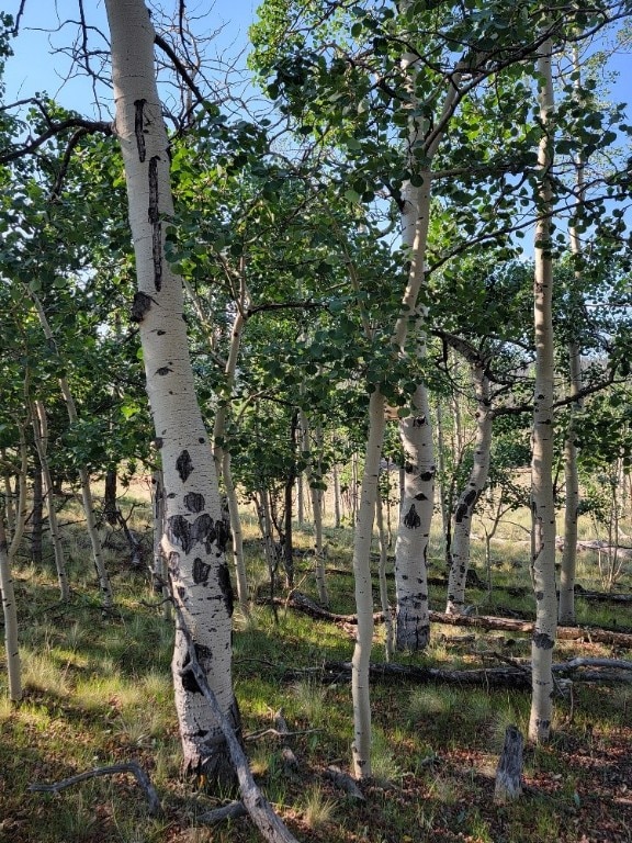 1630 Wampum Ln, Como, CO 80432 - photo 43