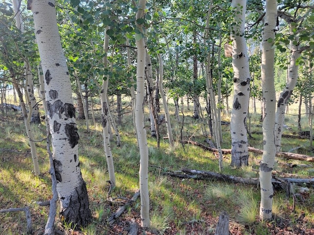 1630 Wampum Ln, Como, CO 80432 - photo 2