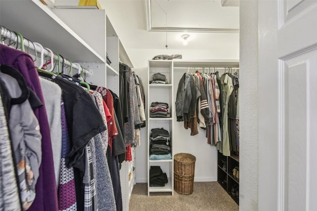 walk in closet with attic access and carpet floors
