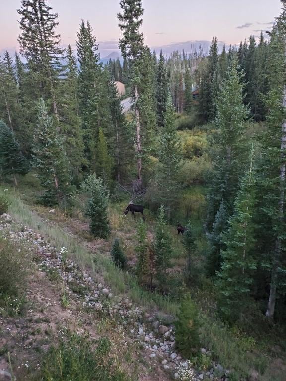 91399 Ryan Gulch Rd Unit B3, Silverthorne, CO 80498 - nature at dusk with a wooded view
