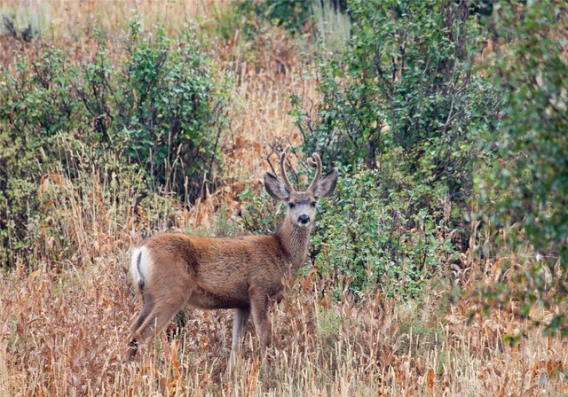 31185 Broken Talon Trl, Oak Creek, CO 80467 - photo 19