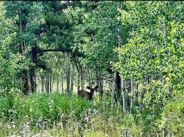 10 Whiffle Tree Trl, Oak Creek, CO 80467