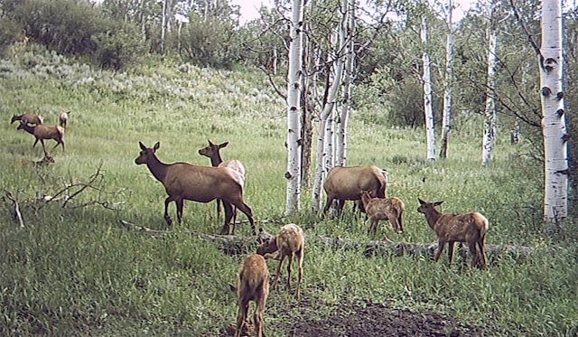 TBD County Road 129, Steamboat Springs, CO 80487 - photo 11
