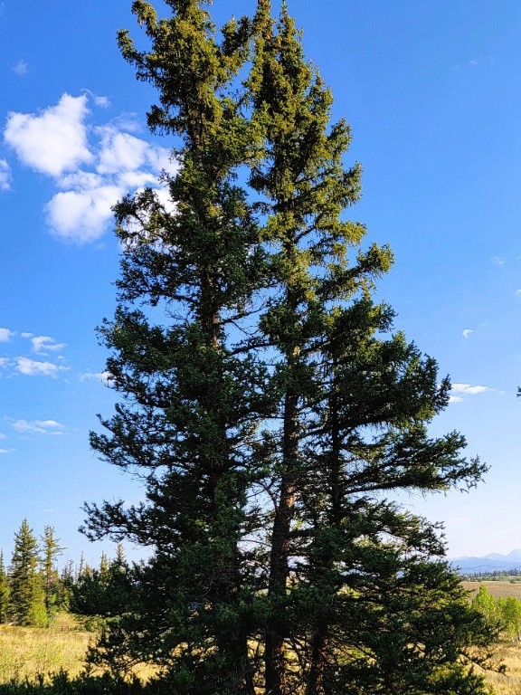 1071 Apache Trl, Como, CO 80432 - photo 23