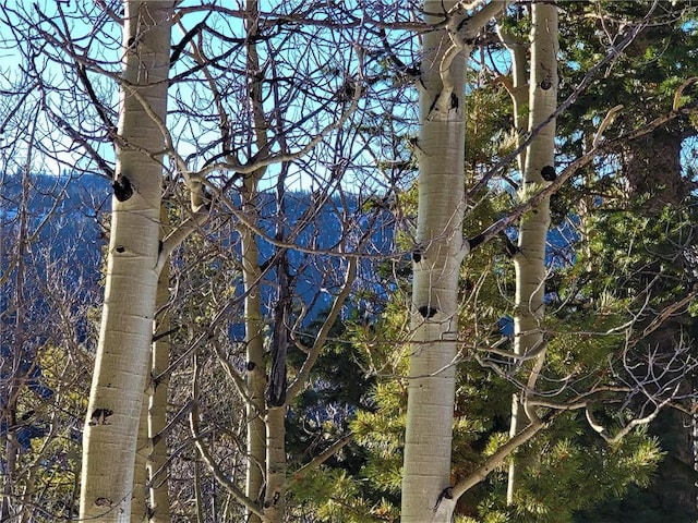 1191 Quartzville Rd, Alma, CO 80420