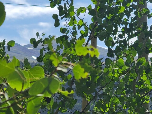 1191 Quartzville Rd, Alma, CO 80420 - photo 4