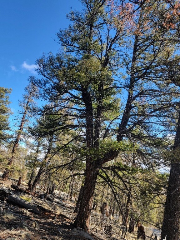 1333 Middle Fork Vis, Fairplay, CO 80440