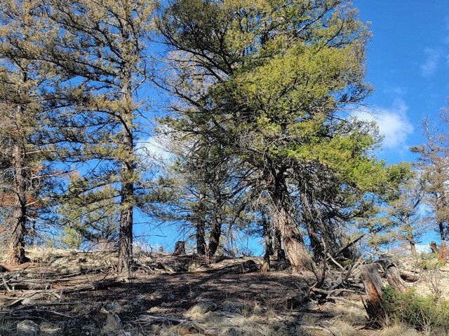 1333 Middle Fork Vis, Fairplay, CO 80440