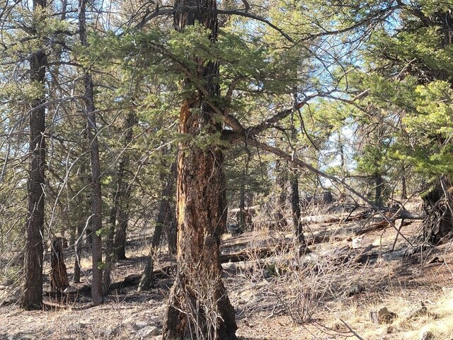 1333 Middle Fork Vis, Fairplay, CO 80440
