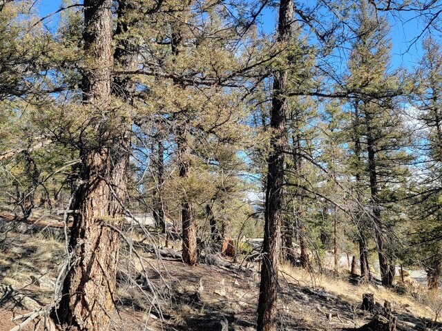1333 Middle Fork Vis, Fairplay, CO 80440