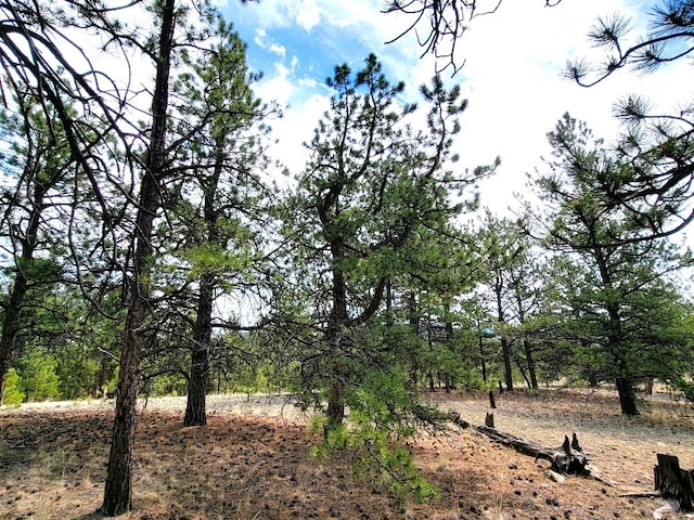 59 Zion Ct, Hartsel, CO 80449 - photo 11