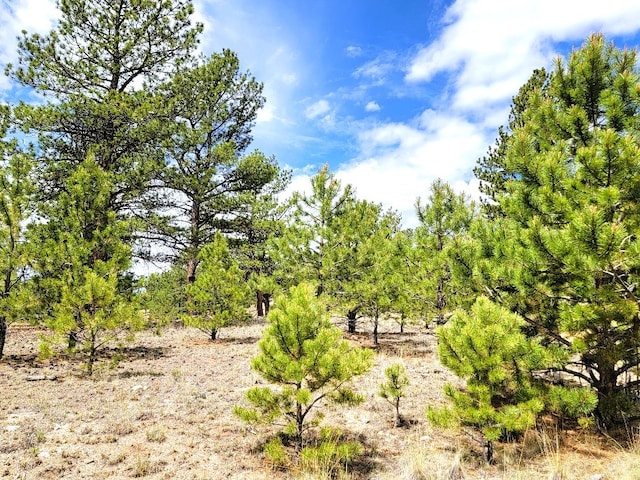 59 Zion Ct, Hartsel, CO 80449 - photo 30