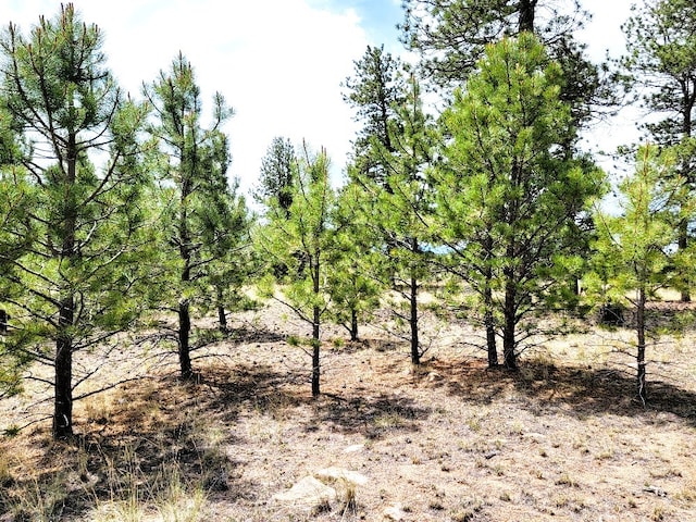 59 Zion Ct, Hartsel, CO 80449 - photo 29