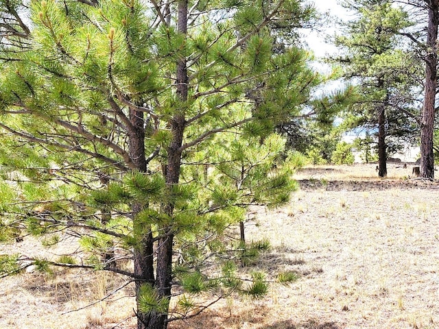 59 Zion Ct, Hartsel, CO 80449 - photo 25