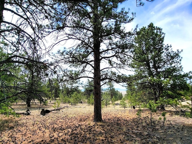 59 Zion Ct, Hartsel, CO 80449 - photo 10