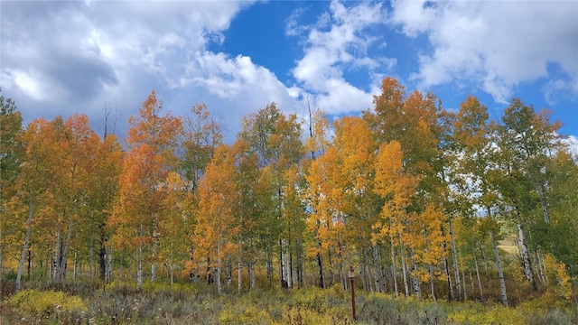 27100 Beaver Canyon Dr, Clark, CO 80428 - view of woods