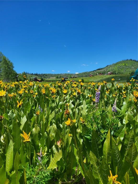 27100 Beaver Canyon Dr, Clark, CO 80428 - view of undeveloped land
