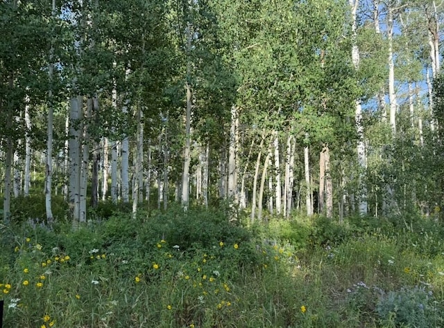 26320 Beaver Canyon Dr, Clark, CO 80428 - photo 11