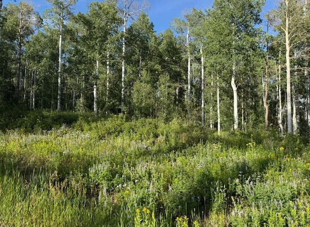 26320 Beaver Canyon Dr, Clark, CO 80428 - photo 2