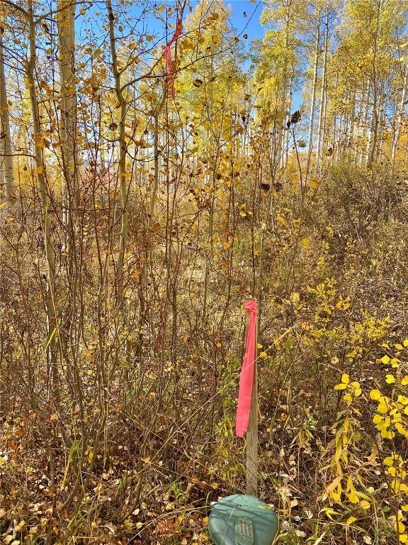 26320 Beaver Canyon Dr, Clark, CO 80428 - photo 8