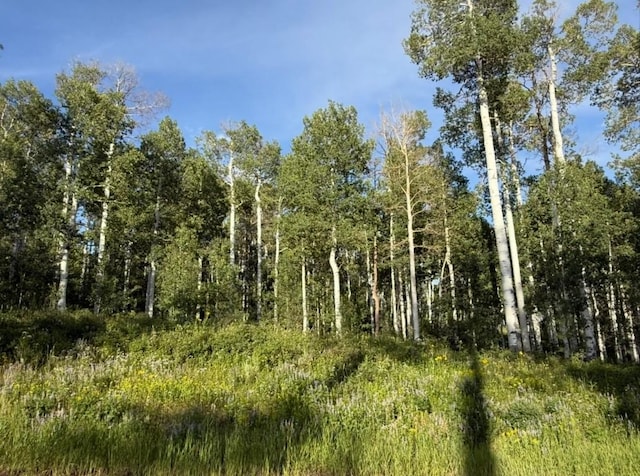 26320 Beaver Canyon Dr, Clark, CO 80428 - photo 10