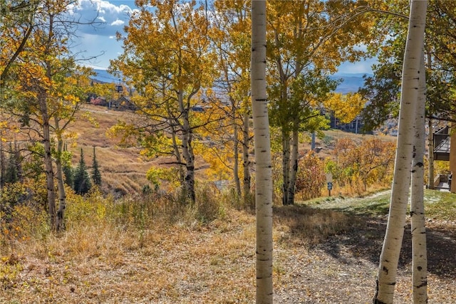view of local wilderness