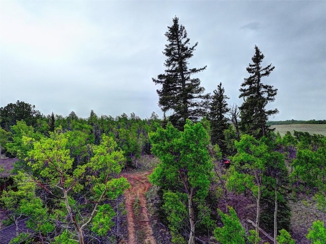 view of local wilderness