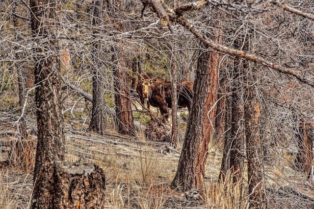 3222 Middle Fork Vis, Fairplay, CO 80440 - view of local wilderness