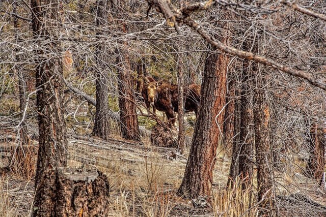 3222 Middle Fork Vis, Fairplay, CO 80440 - photo 7