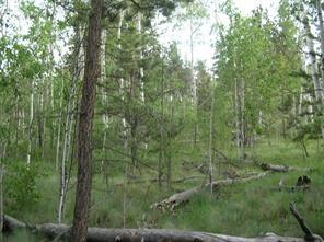 461 Superstition Trl, Hartsel, CO 80449