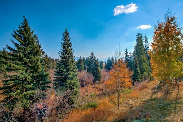view of local wilderness