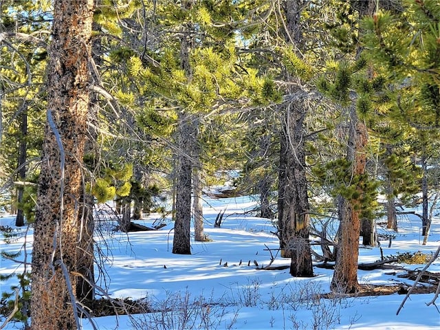 441 Gold Trail Trl, Fairplay, CO 80440