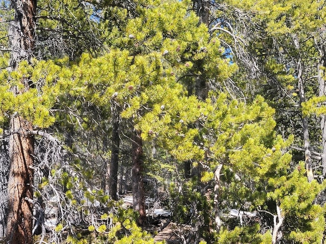 441 Gold Trail Trl, Fairplay, CO 80440