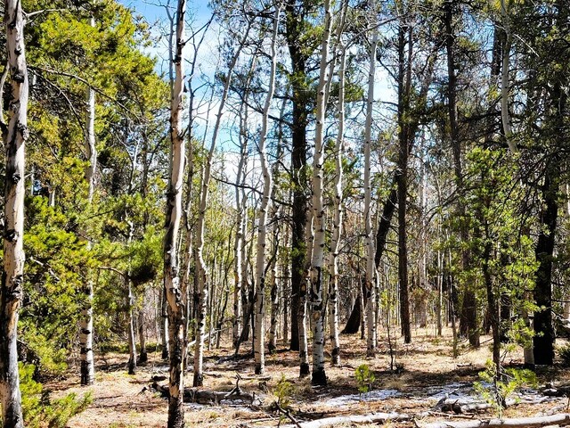 162 Thickspike Rd, Fairplay, CO 80440 - photo 34