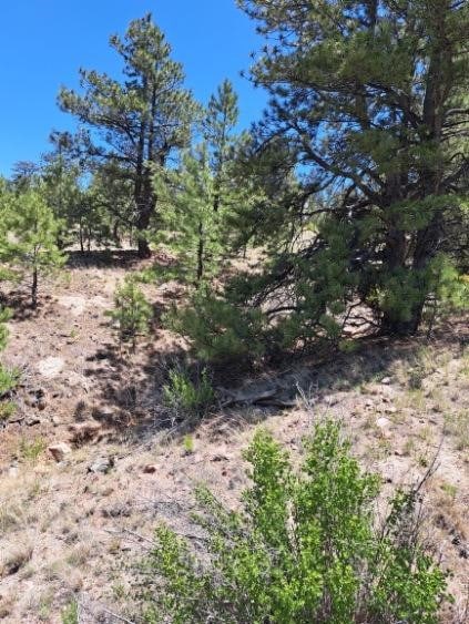 550 Woroka Trl, Hartsel, CO 80449