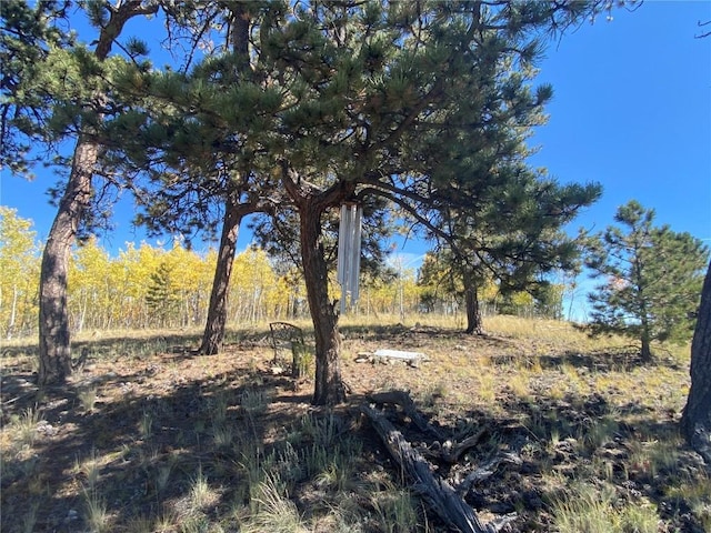 view of local wilderness