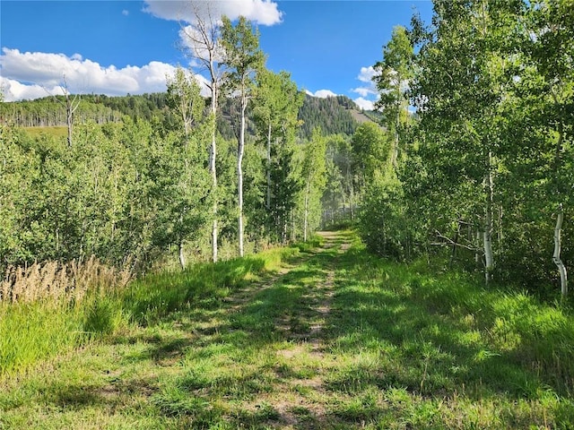 view of local wilderness