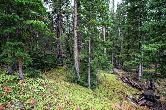 view of local wilderness