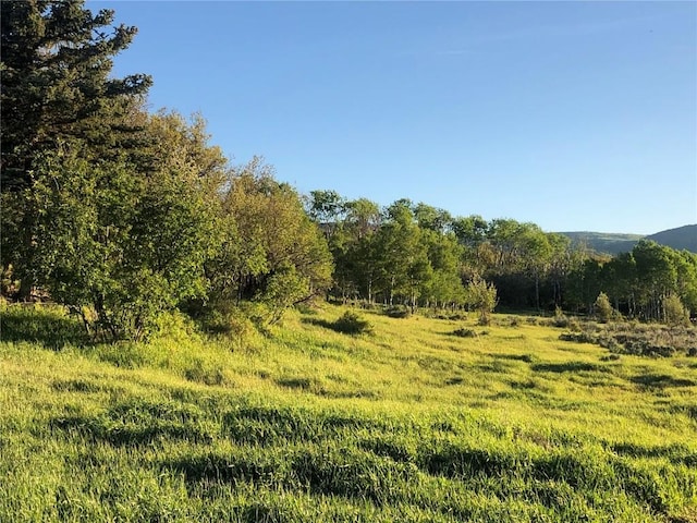 view of local wilderness