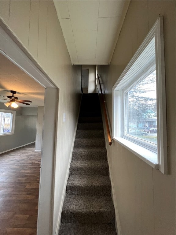 stairs featuring ceiling fan, wood walls, and wood-type flooring