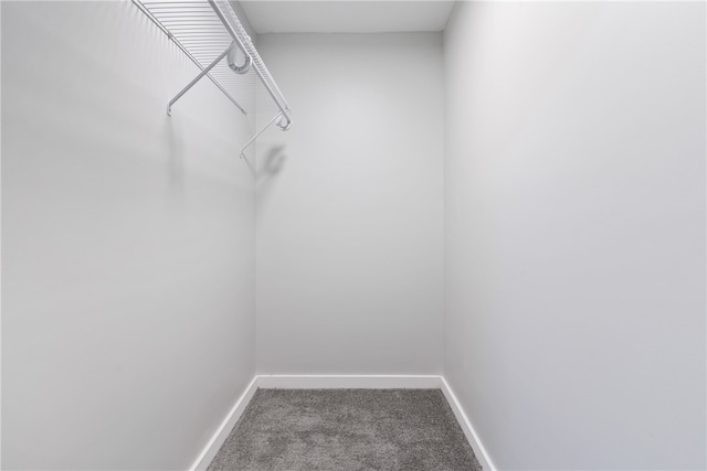 walk in closet featuring carpet flooring