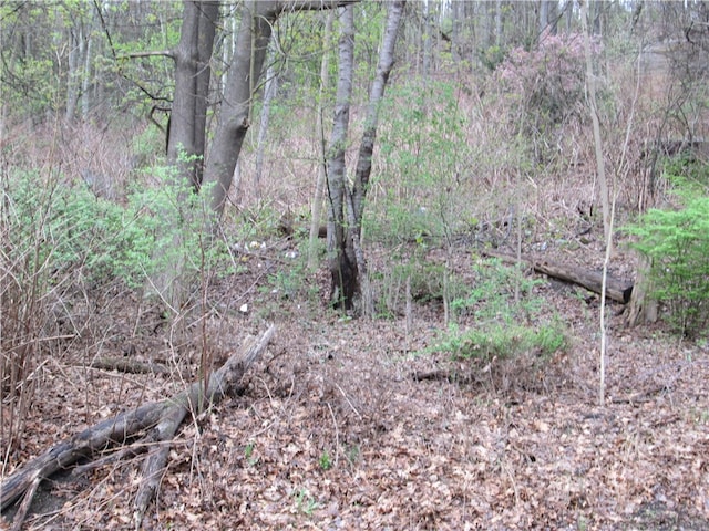 view of local wilderness