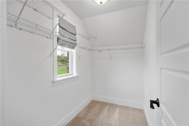 walk in closet featuring carpet flooring