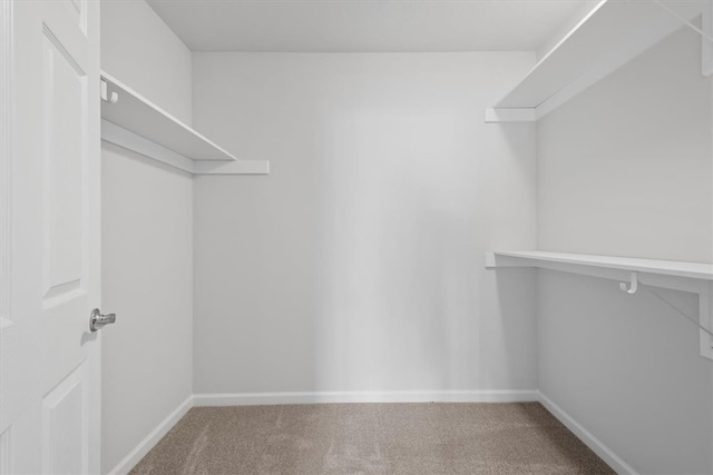 walk in closet with carpet flooring