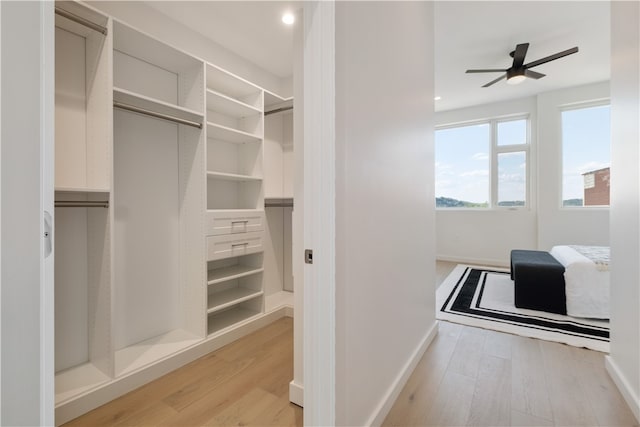 walk in closet featuring ceiling fan and light wood-type flooring