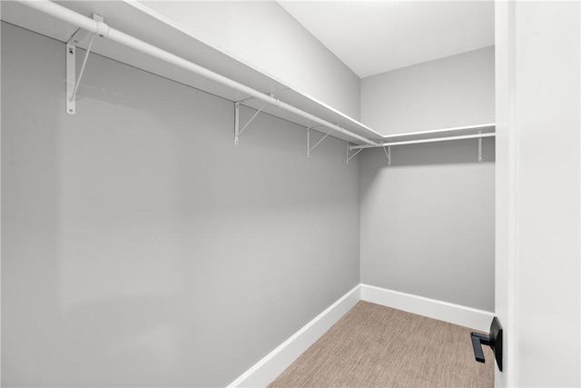 walk in closet featuring carpet floors